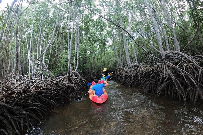 Kayaking through mangrove channels in Nusa Lembongan Bali