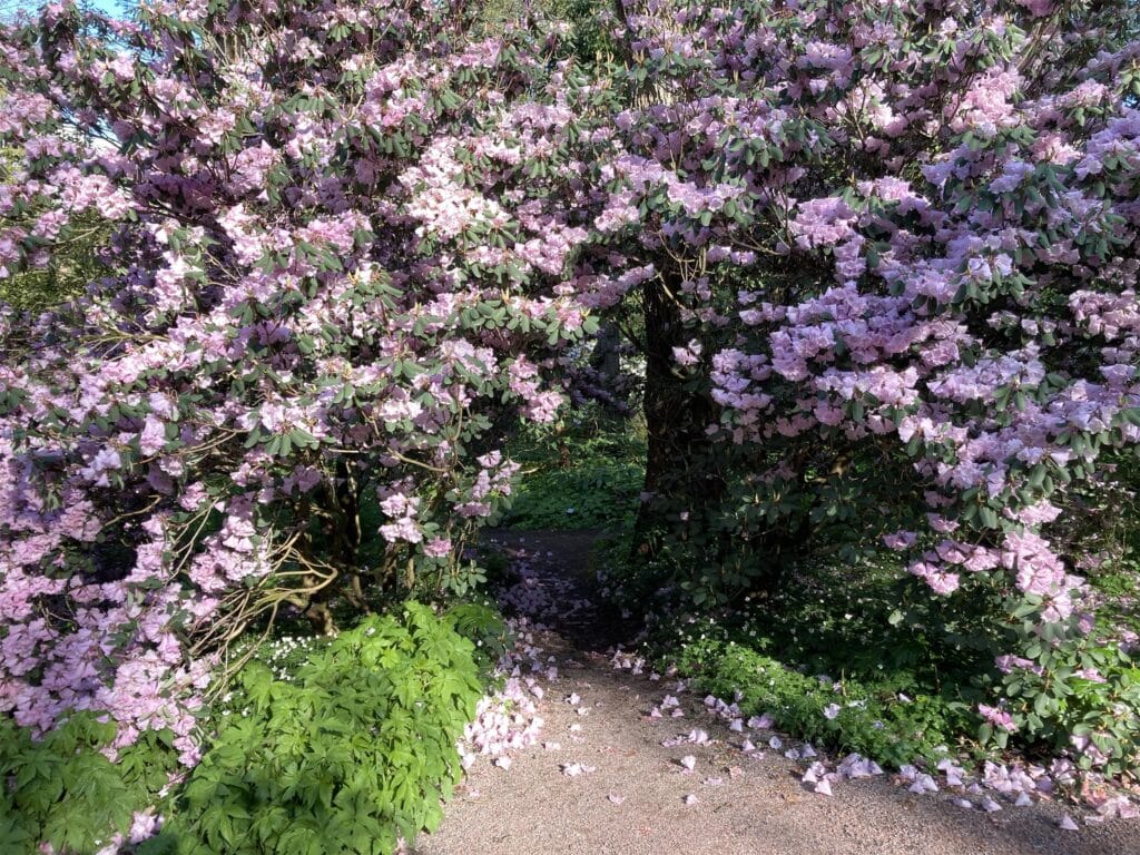 Pond and stone path in Japandalen at Gothenburg Botanical Garden