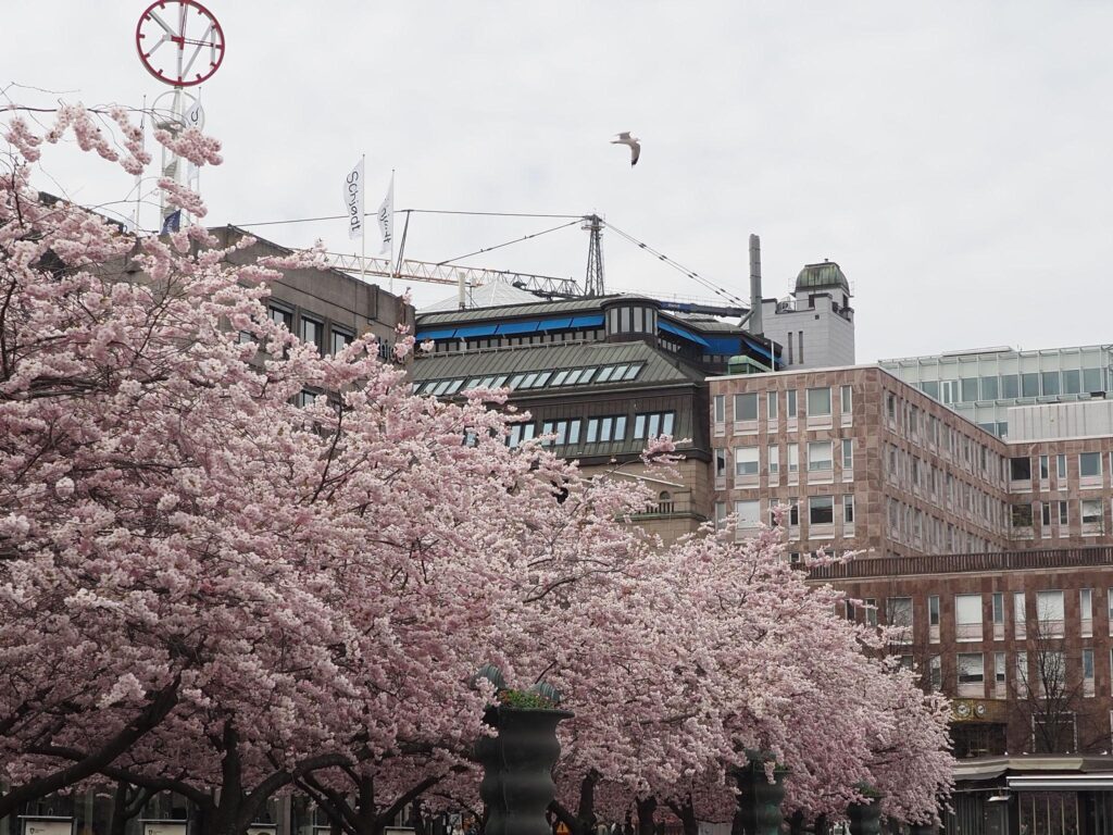 Cherry blossom trees in Kungsträdgården park in Stockholm during spring bloom