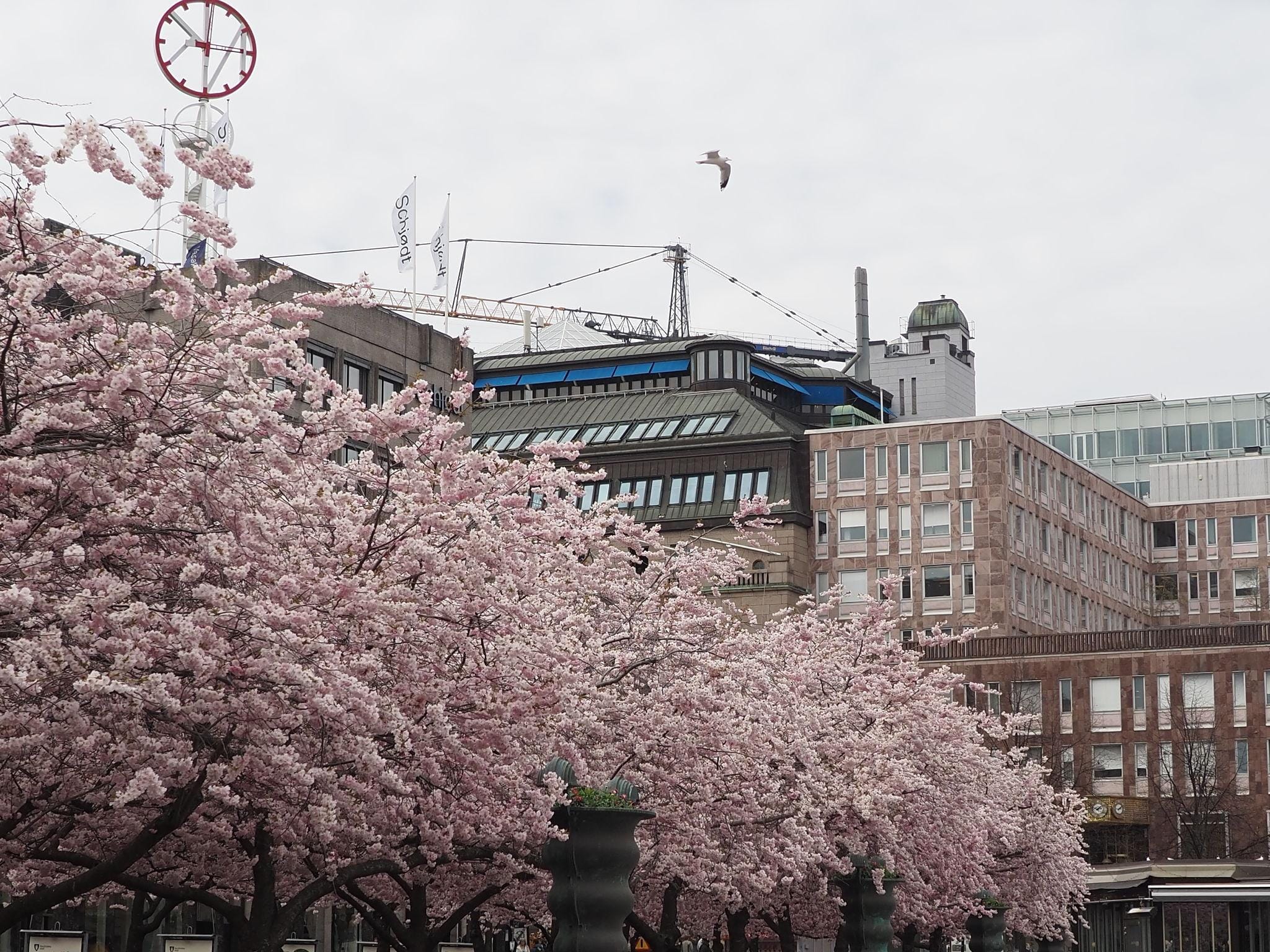 Cherry blossoms in Kungsträdgården during spring in Stockholm