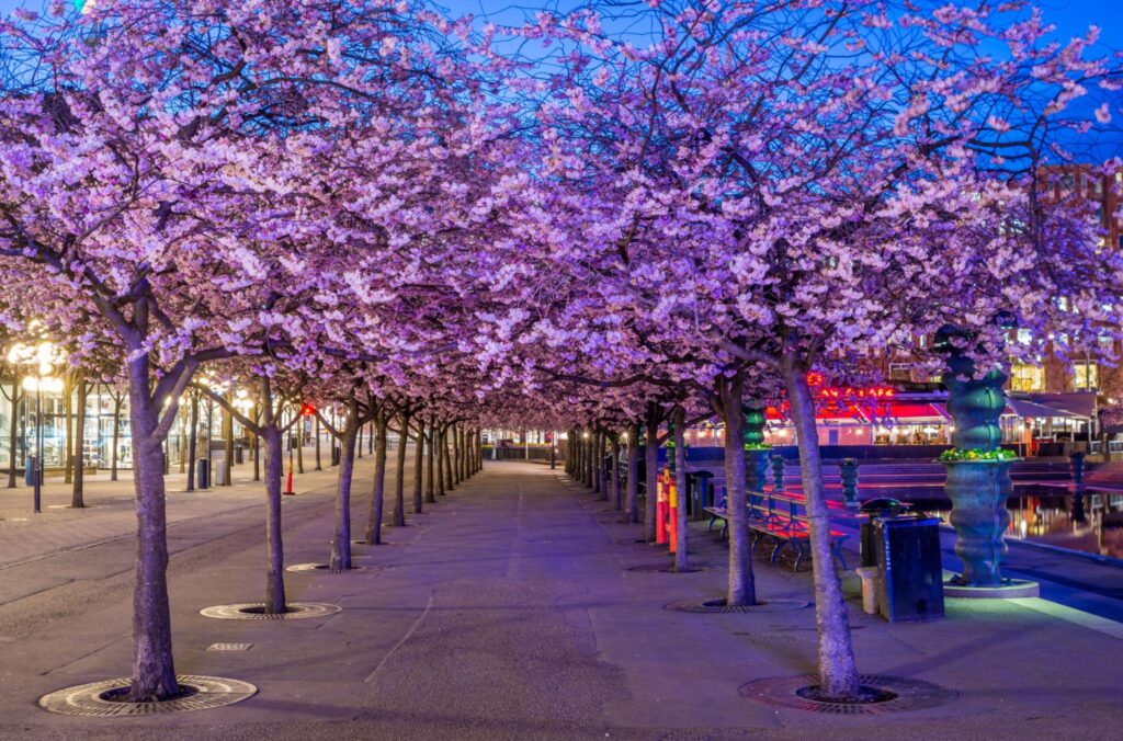Cherry blossom trees in Kungsträdgården park in Stockholm during spring bloom
