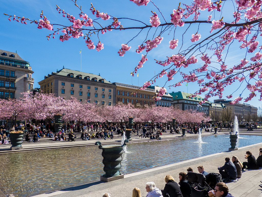 Cherry blossom trees in Kungsträdgården park in Stockholm during spring bloom