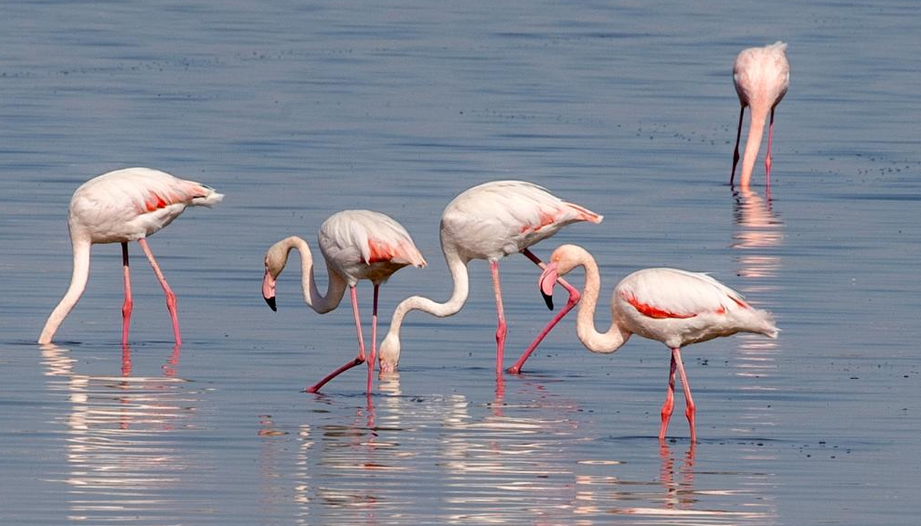 Flamingos at Larnaca Salt Lake with Hala Sultan Tekke in Cyprus