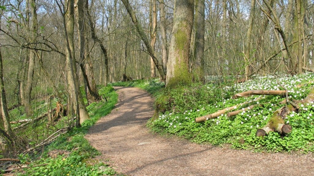  Woodland path in Vitsippsdalen at Gothenburg Botanical Garden in spring