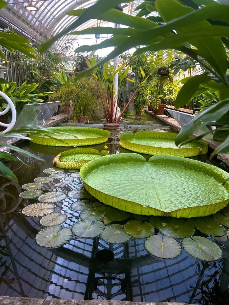 Path and greenery in Gothenburg Botanical Garden Sweden