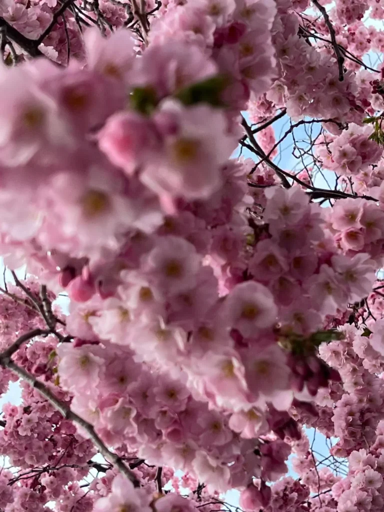 pink trees in Kungsträdgården