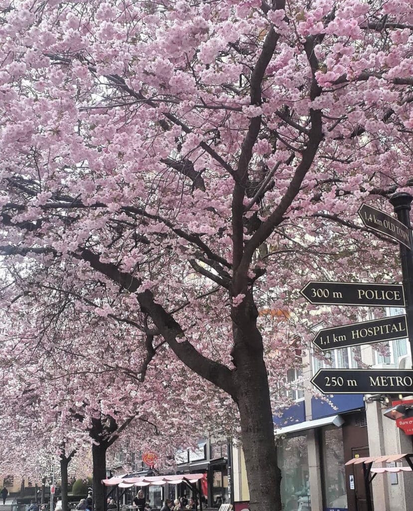 Blooming trees at Bysistorget on Södermalm