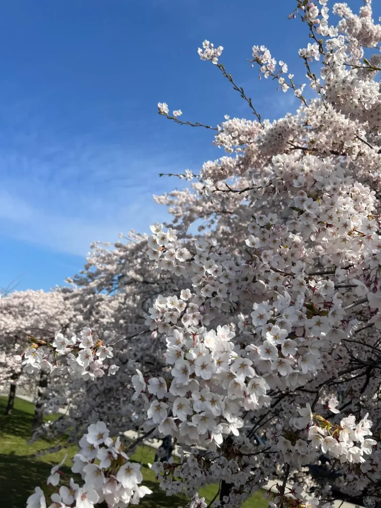 Park and waterfront promenade in Hammarby Sjöstad