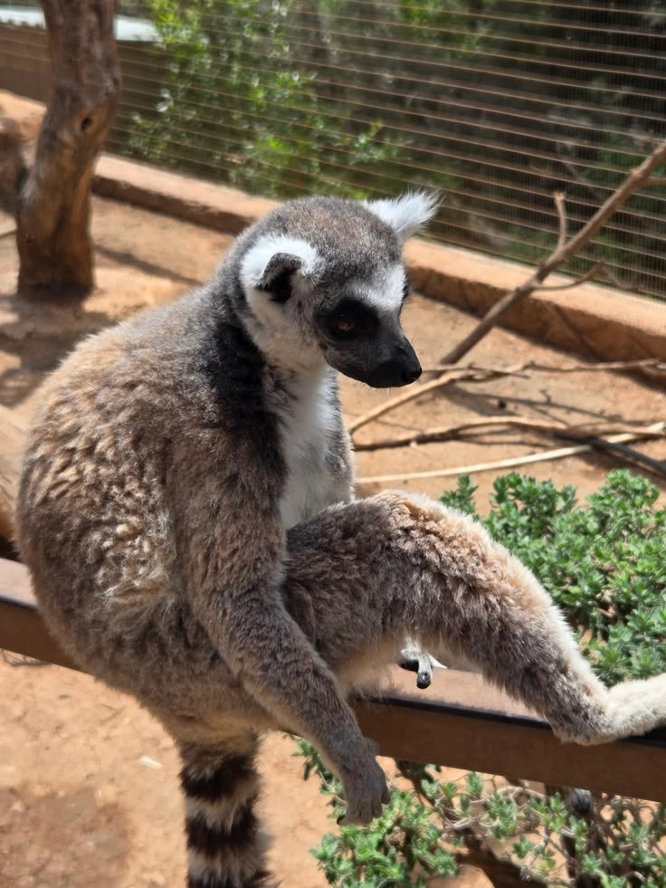Paphos Zoo family attraction for kids in Paphos Cyprus