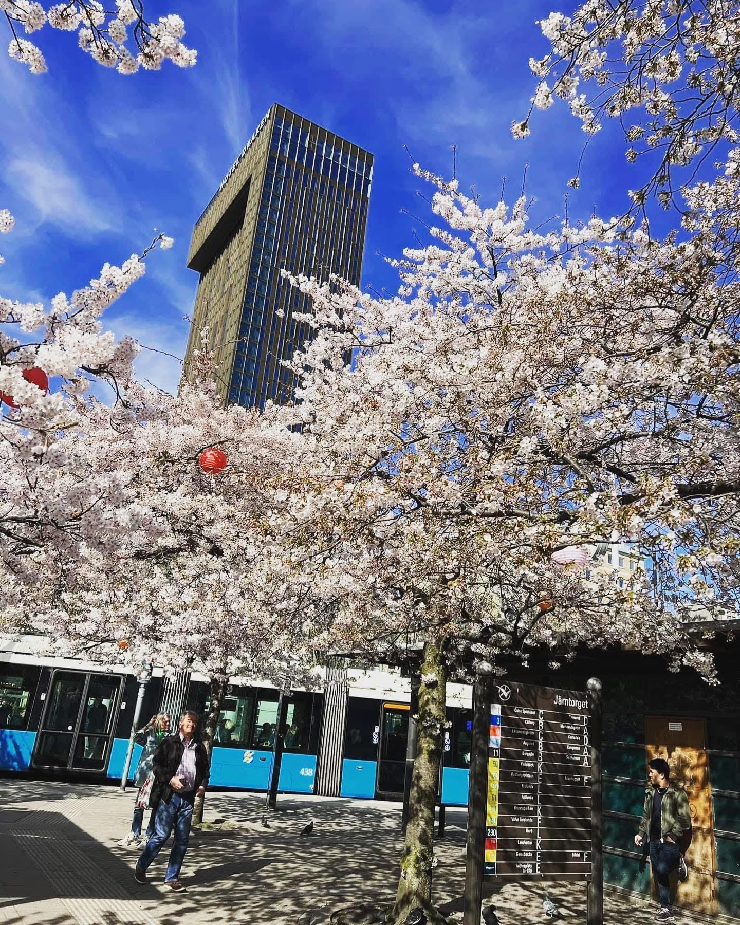 Blue tram passing cherry blossom trees at Järntorget in Gothenburg