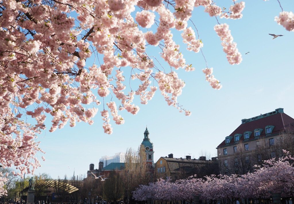 Cherry blossom trees in Kungsträdgården park in Stockholm during spring bloom