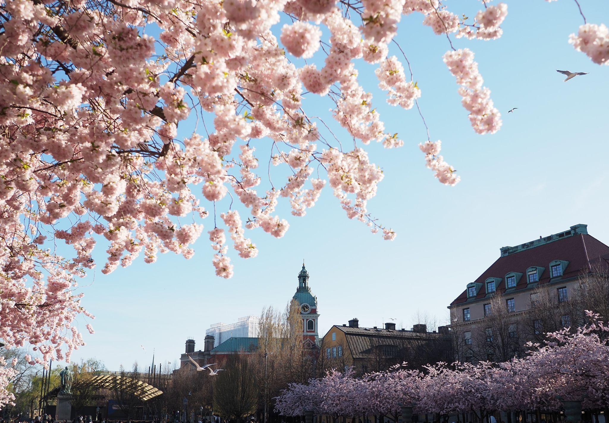 Cherry blossom trees in Kungsträdgården park in Stockholm during spring bloom